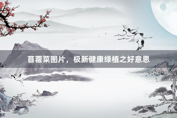 苜蓿菜图片，极新健康绿植之好意思