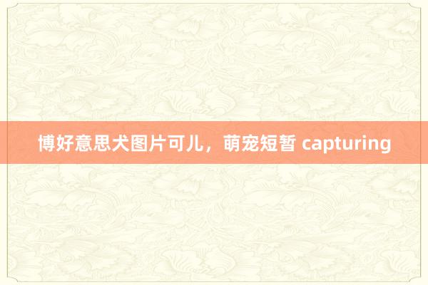 博好意思犬图片可儿，萌宠短暂 capturing